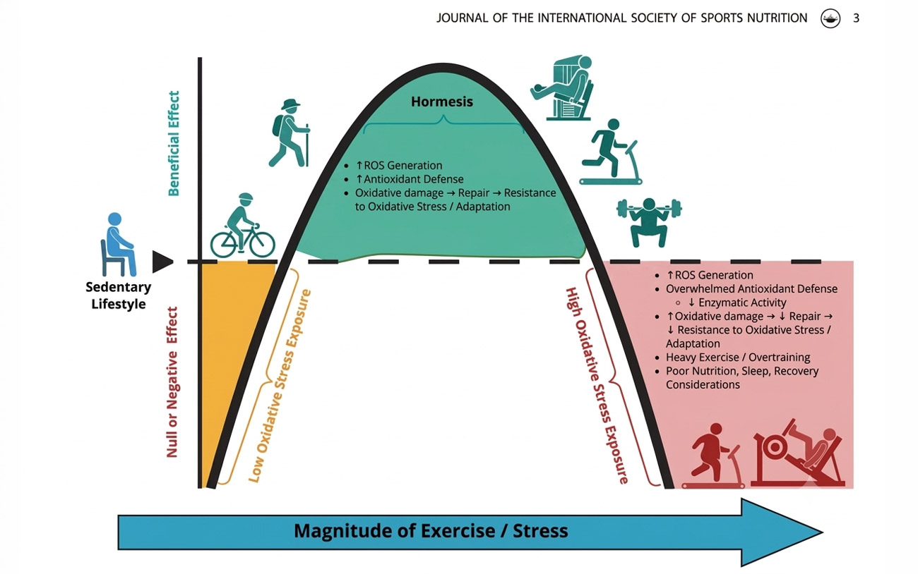 Magnitude Of Exercise And Stress Effects Resilience Osteopathy
